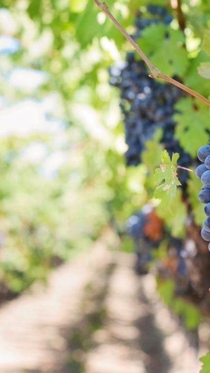Nos vins du Roussillon & d’ailleurs